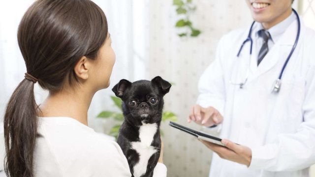 犬が クーラー病 になっている時の症状4選 絶対にしてはいけないng行為とは Antenna アンテナ