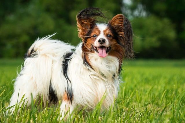 長生きな犬種５選 傾向と長寿の秘訣 Antenna アンテナ