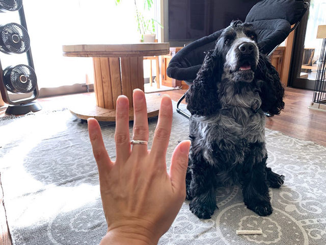 元保護犬のベルに教えた5つのしつけ 保護犬と暮らす Tomooo 25 Antenna アンテナ