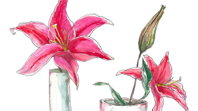 百合 ユリ の花言葉 由来 誕生花 怖い意味は Antenna アンテナ