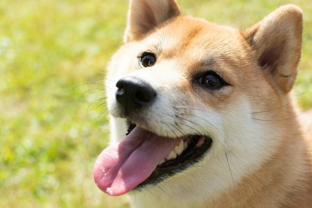 嬉しい 犬が飼い主を喜ばせたい時の仕草3選 Antenna アンテナ