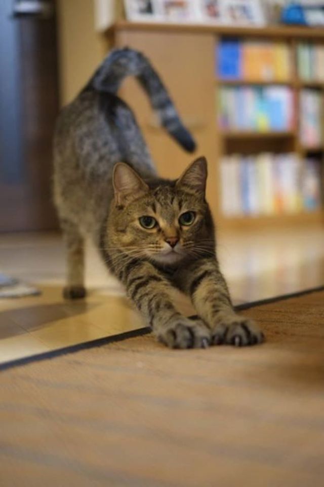 猫が夜中に大暴れする時の心理３つ antenna*[アンテナ] - 猫 夜 暴れる