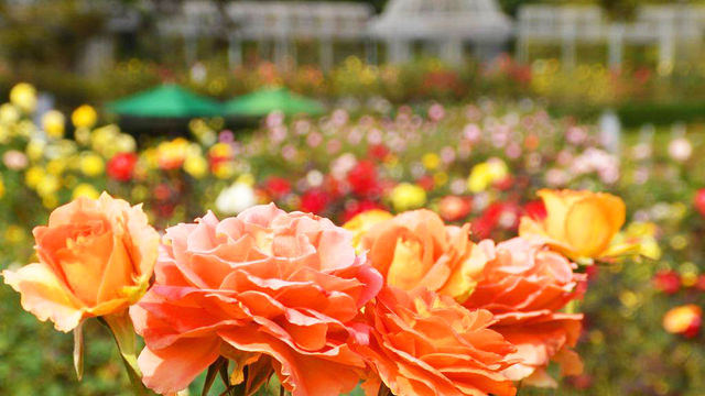 10年に1度 小田原フラワーガーデンで 皇帝アナナス が開花中 Antenna アンテナ