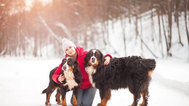 白くてモフモフの大型犬 サモエドとグレート ピレニーズって Antenna アンテナ