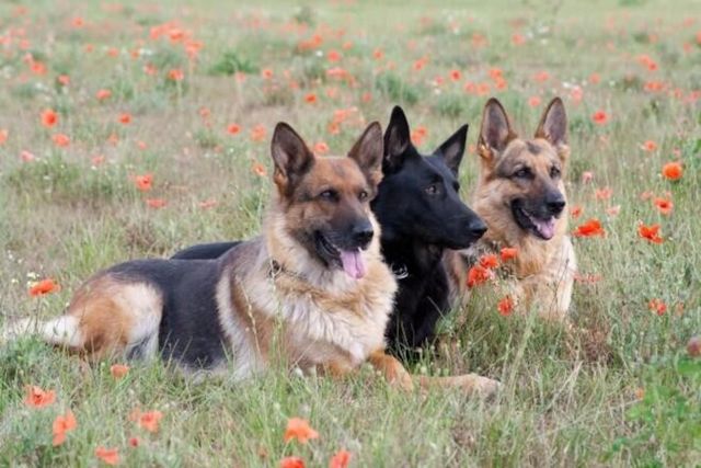 憧れの シェパード は１種類だけじゃなかった 代表的で馴染み深い５犬種まとめ Antenna アンテナ