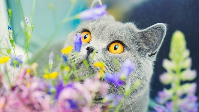 猫が誤食すると死ぬ 危険な植物 6つ Antenna アンテナ