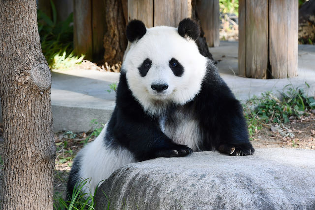 秘伝のレシピを大公開 動物園のパンダの大好物 パンダ団子 の作り方 Antenna アンテナ