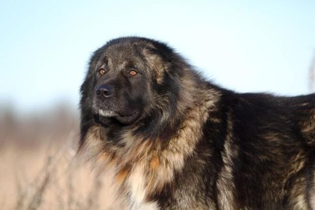 犬種クイズ ロシアコーカサス地方が名前の由来 番犬として活躍した超大型犬は Antenna アンテナ