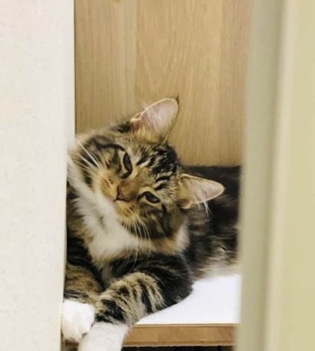 猫に ごめんね を伝える正しい方法４つ Antenna アンテナ