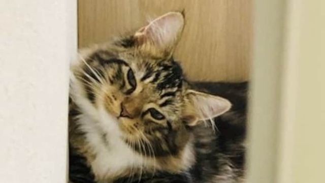 人懐っこい猫のメリット５つ！ストレスを感じにくい？  antenna 