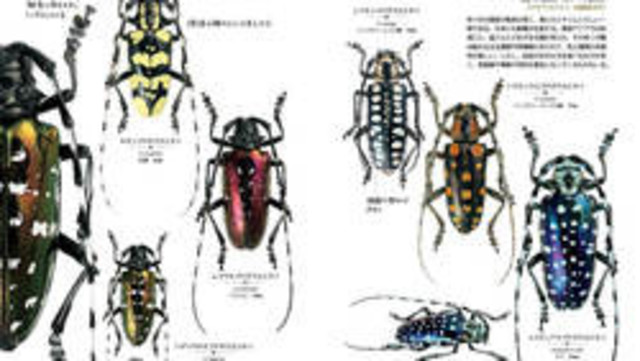 チラ見せ きらめく甲虫 虫の領分 ヒトの領分 ゴマダラカミキリ第3回 特集 きらめく甲虫 Antenna アンテナ