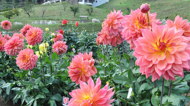 7月21日の花 ミッチャン 丸っこくて可愛いポンポン咲きのダリア Antenna アンテナ