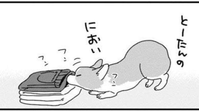 雨だから散歩はやめておこう 元気いっぱいのコーギーとおうち遊び あしょんでよッ うちの犬ログ 9 Antenna アンテナ