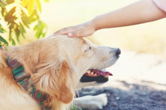 犬が触られて気持ちいい場所とは 触ってほしくない部位も要チェック Antenna アンテナ