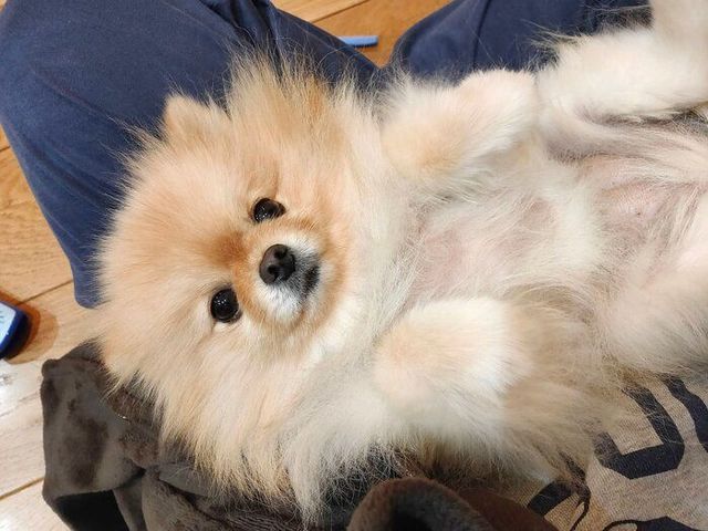 犬が信頼する相手に見せる甘えしぐさって 甘えん坊なぽぽちがよくするしぐさと行動 Antenna アンテナ