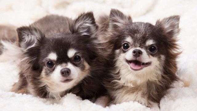 吠えにくい と言われる犬種５選 吠える犬になるのは飼い主のせい Antenna アンテナ