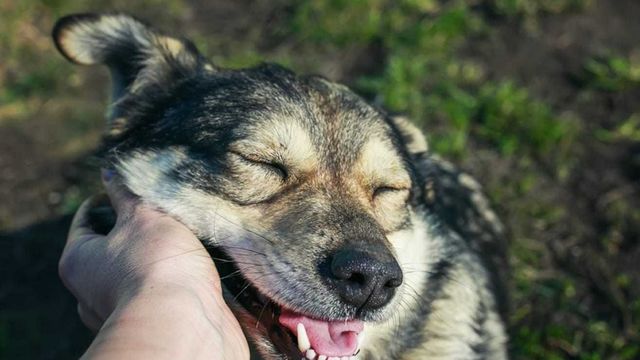 犬に ありがとう を伝えるためにやるべき5つのこと Antenna アンテナ