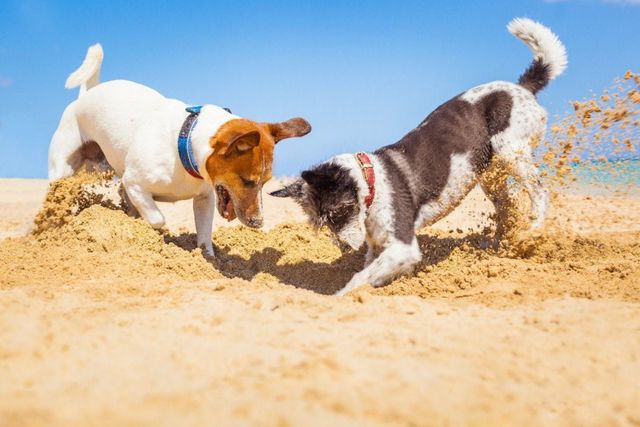 犬が ホリホリ する心理4選 なぜ穴掘り行動をするの Antenna アンテナ 犬が ホリホリ する心理4選 なぜ穴掘り行動をするの Antenna アンテナ