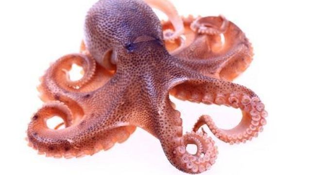 タコの香りが食欲をそそる タコ飯 仰天アレンジで味変可能 Antenna アンテナ