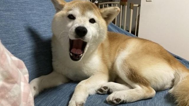 犬にもあくびはうつる 柴犬の茶々で検証した結果 Antenna アンテナ