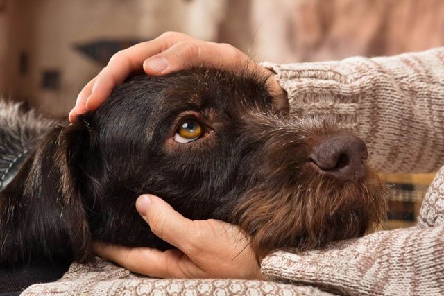 気づいてあげて 犬が 寂しい時 にする仕草6選 Antenna アンテナ