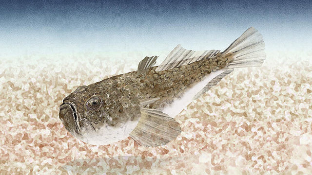 あなたは読める 鮴 休む魚でなんと読む 青森県では有名かも 魚漢字クイズ Antenna アンテナ