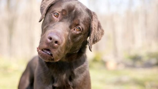 フレーメン反応ってなに 犬がニオイを嗅いでフリーズする理由 Antenna アンテナ