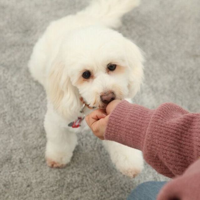 おねだりで噛み噛みしてくる犬 にしてはいけない３つのこと 対処法は Antenna アンテナ