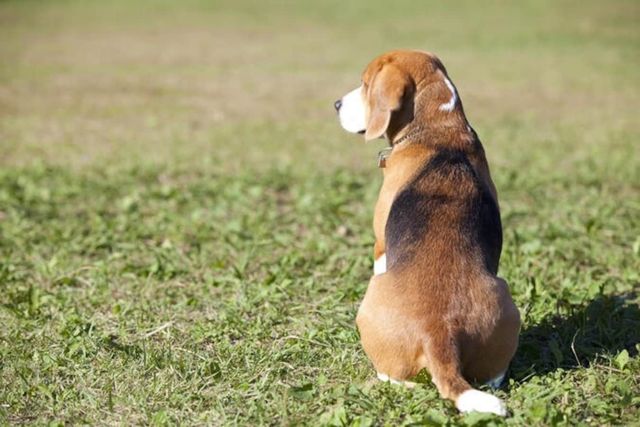 犬種クイズ フレンドリーで遊び好き スヌーピーのモデルにもなった犬種とは Antenna アンテナ