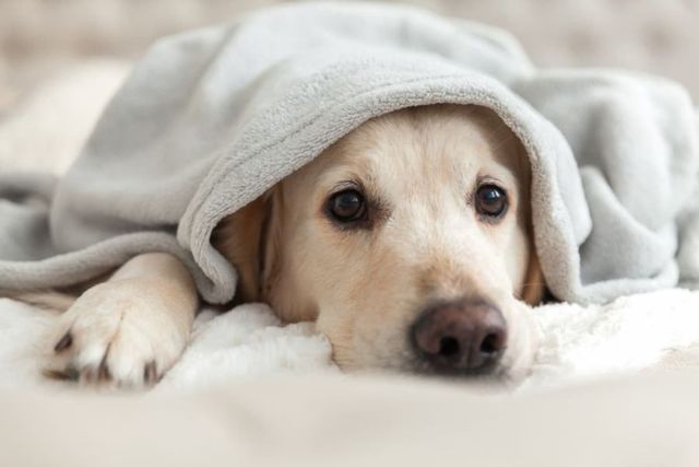 人懐っこい子が多い犬種 4選 飼う時の注意点まで解説 Antenna アンテナ