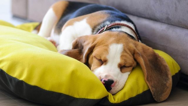 あくびや手足を舐める 犬の転位行動 ってナニ 獣医師に聞いてみた Antenna アンテナ