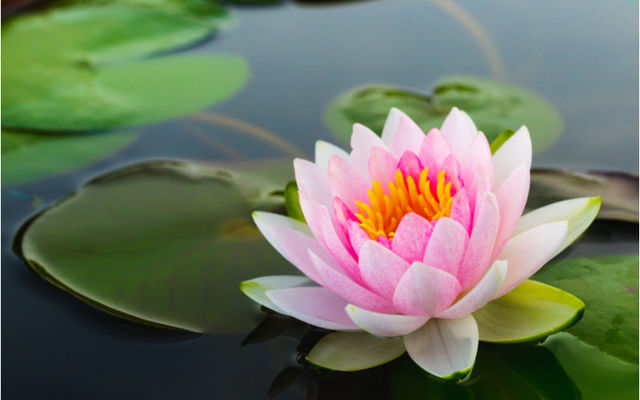 睡蓮 スイレン の花言葉って色別に意味が違うの その種類や特徴を紹介 Antenna アンテナ