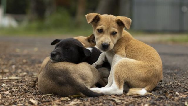 生まれたての人間の赤ん坊が野犬の親子に温められて命拾い 悲喜交々のニュースにインド人も衝撃 Antenna アンテナ