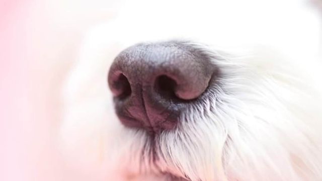 犬が フン ピーピー と鼻を鳴らす理由とは 音の違い毎に解説 Antenna アンテナ