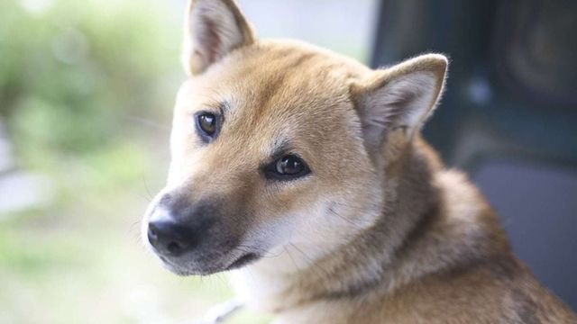 幸せになりたいなら 犬を飼うといい 犬から聞いた素敵な話 Antenna アンテナ