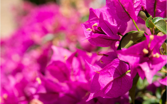 ブーゲンビリアの花言葉に怖い意味はある その由来や特徴を解説します Antenna アンテナ