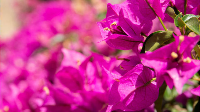 マーガレットの花言葉 別れを意味する怖い意味もある 色や本数の違いも解説 Antenna アンテナ