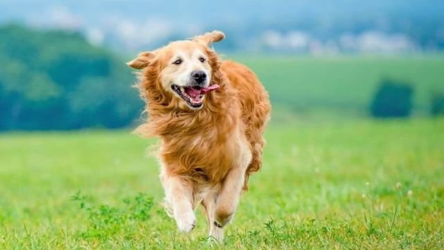 犬に長生きをしてもらうコツ4選！毎日の習慣が愛犬の寿命を伸ばすことも！ Antenna[アンテナ]