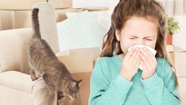 猫好きなのにまさか？！猫アレルギーと診断されたら絶対やってはいけないこと3つ antenna*[アンテナ]