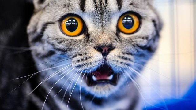 あの変顔には名前があった 猫が フレーメン反応 を起こす理由５つ Antenna アンテナ