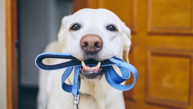 犬が触られて気持ちいい場所とは 触ってほしくない部位も要チェック Antenna アンテナ