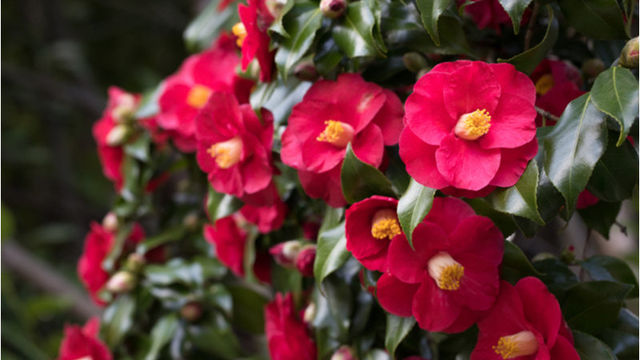 睡蓮 スイレン の花言葉って色別に意味が違うの その種類や特徴を紹介 Antenna アンテナ