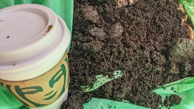 サボテンを育てるのに コーヒーかす が大活躍 使い方のコツとは Antenna アンテナ