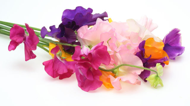 12月15日の花 スポンジボブ 小さな太陽のような花姿のガーベラ Antenna アンテナ