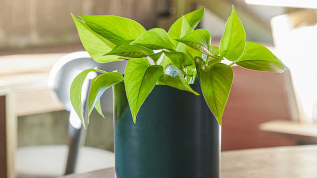 ちょっと怖いアイビーの花言葉知ってる 贈る時 育てる時のポイントを解説 Antenna アンテナ