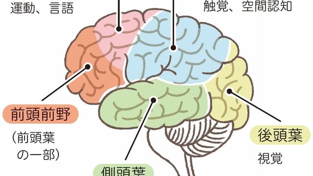 脳科学の第一人者 川島隆太教授が監修 1日10分で記憶力と集中力を復活させるドリルが発売 Antenna アンテナ