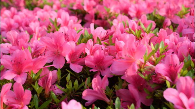 マーガレットの花言葉 別れを意味する怖い意味もある 色や本数の違いも解説 Antenna アンテナ