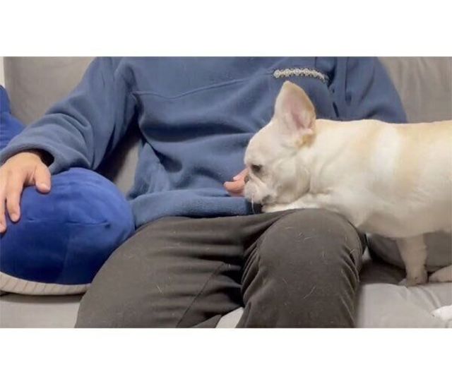 眠くなった犬 飼い主さんの膝の上に乗ると その後の行動 が可愛すぎる Antenna アンテナ