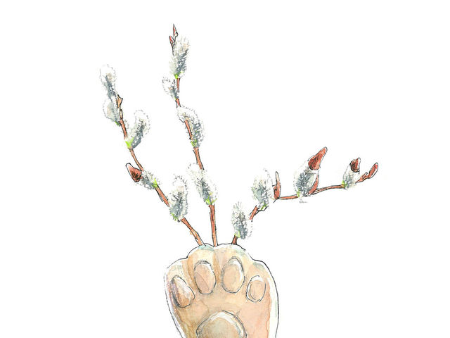 2月22日の花 猫の日 ネコヤナギ 自由 気まま 花言葉もまるで猫 Antenna アンテナ