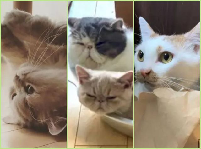 猫の日 にゃんこ10匹を激写 とっておきの可愛い おもしろな瞬間 Antenna アンテナ